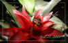Ana & Anatasios Chronopoulos: